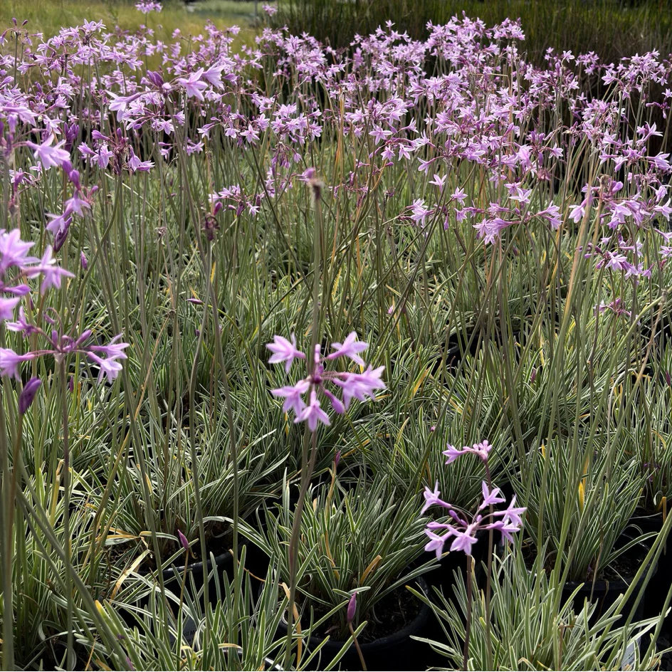 Variegated Society Garlic - Image 2