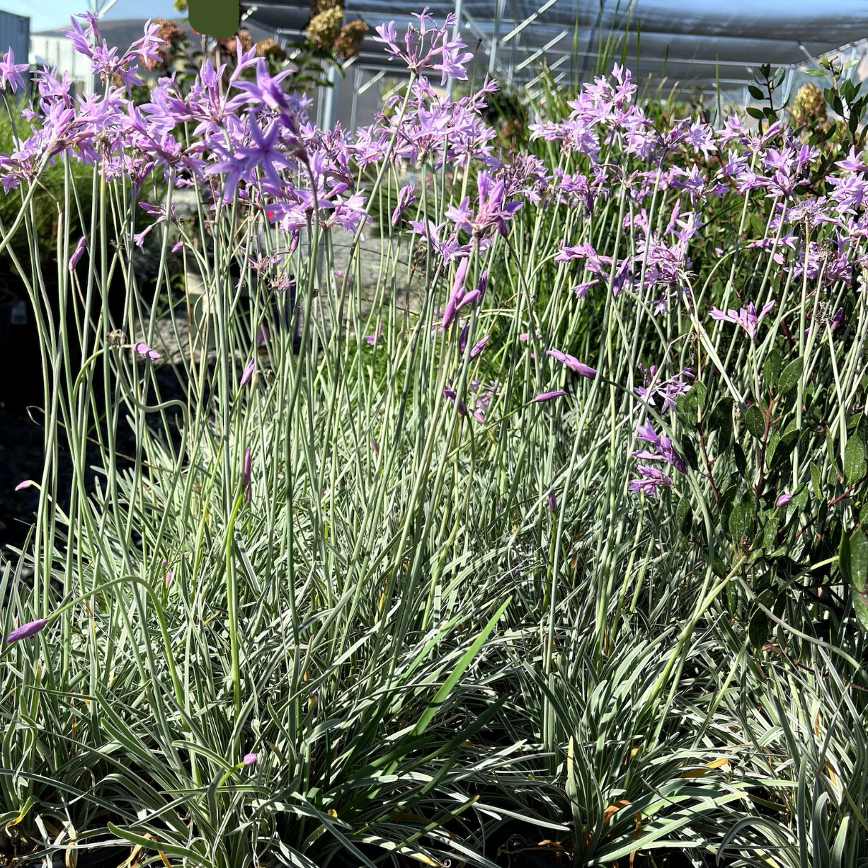 Variegated Society Garlic - Image 3