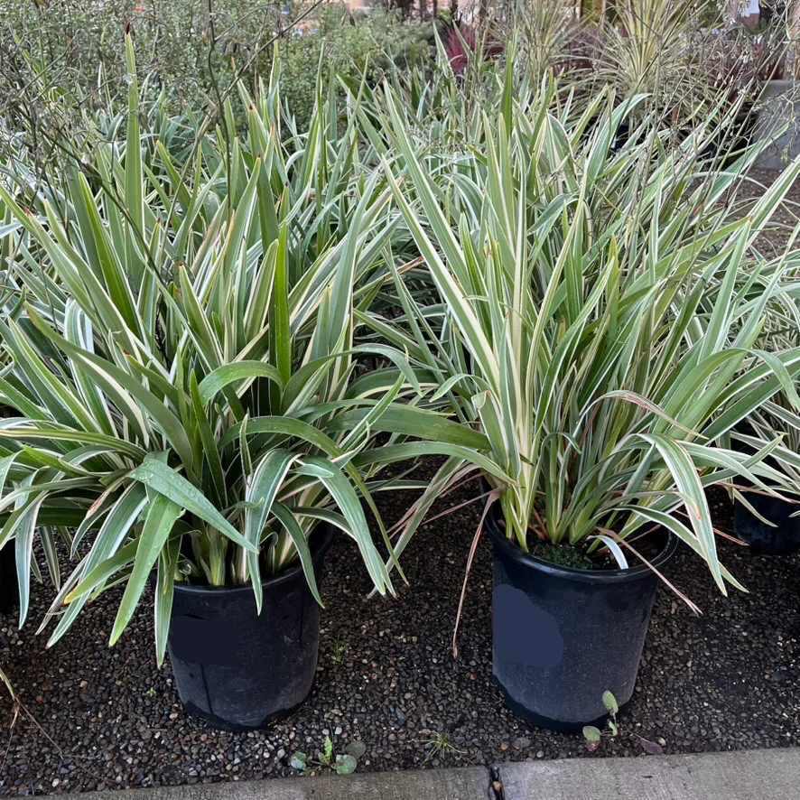 Variegated Tasman Flax Lily - Image 1