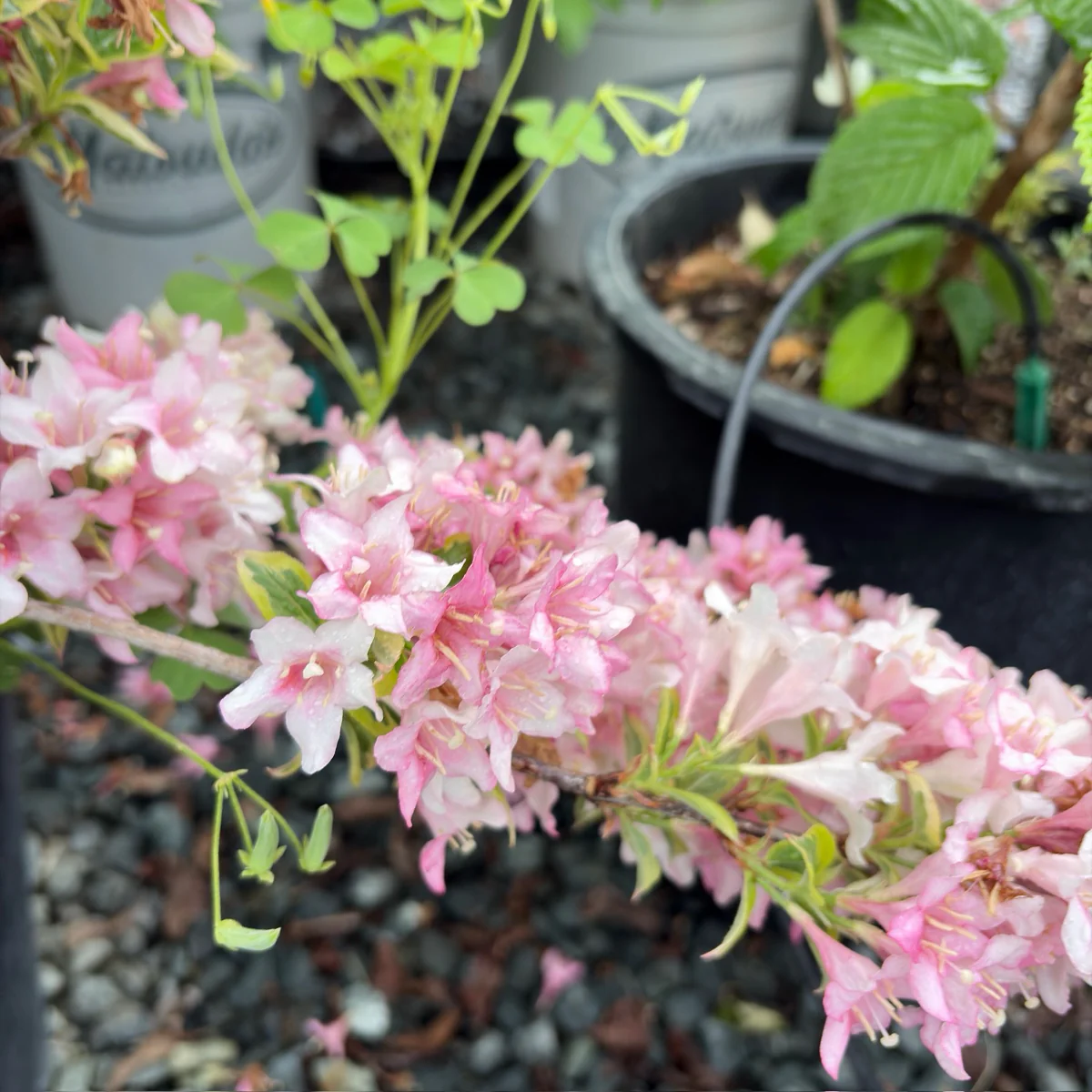 Variegated Weigela - Image 2