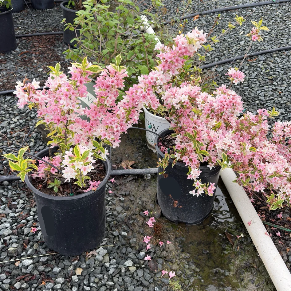 Variegated Weigela - Image 3