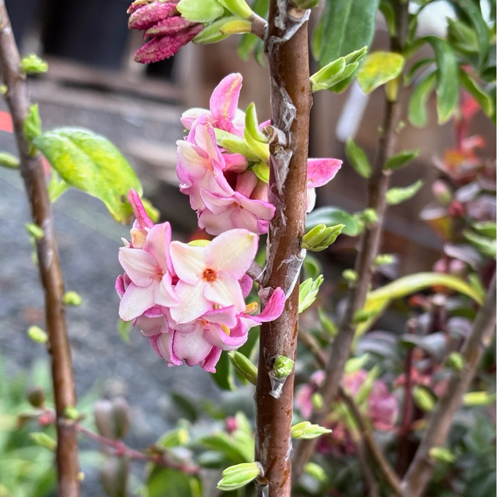 Variegated Winter Daphne - Image 2