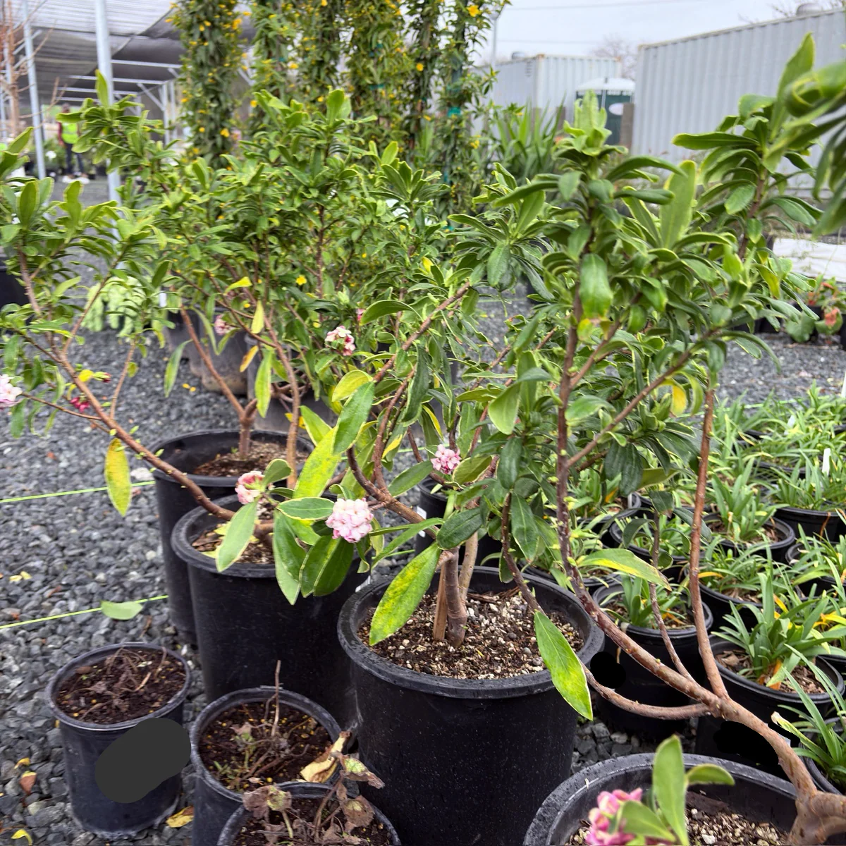 Variegated Winter Daphne - Image 1