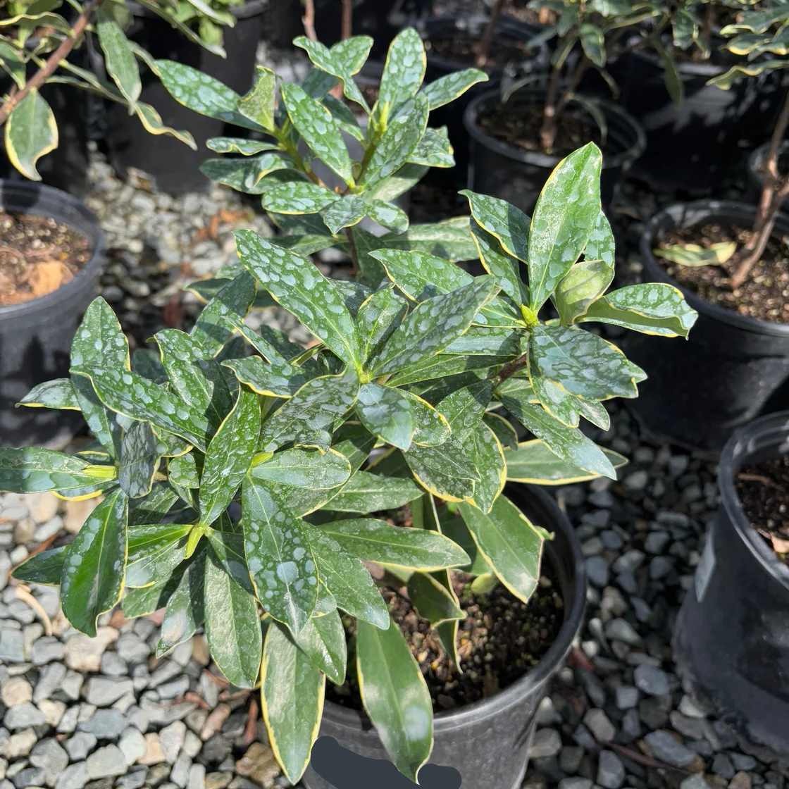 Variegated Winter Daphne - Image 3