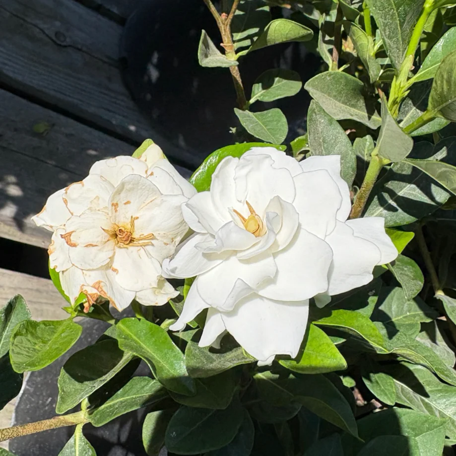 Veitchii Gardenia - Image 2