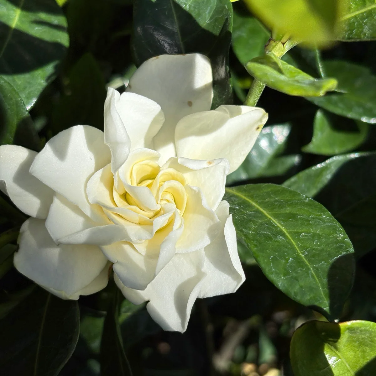 Veitchii Gardenia