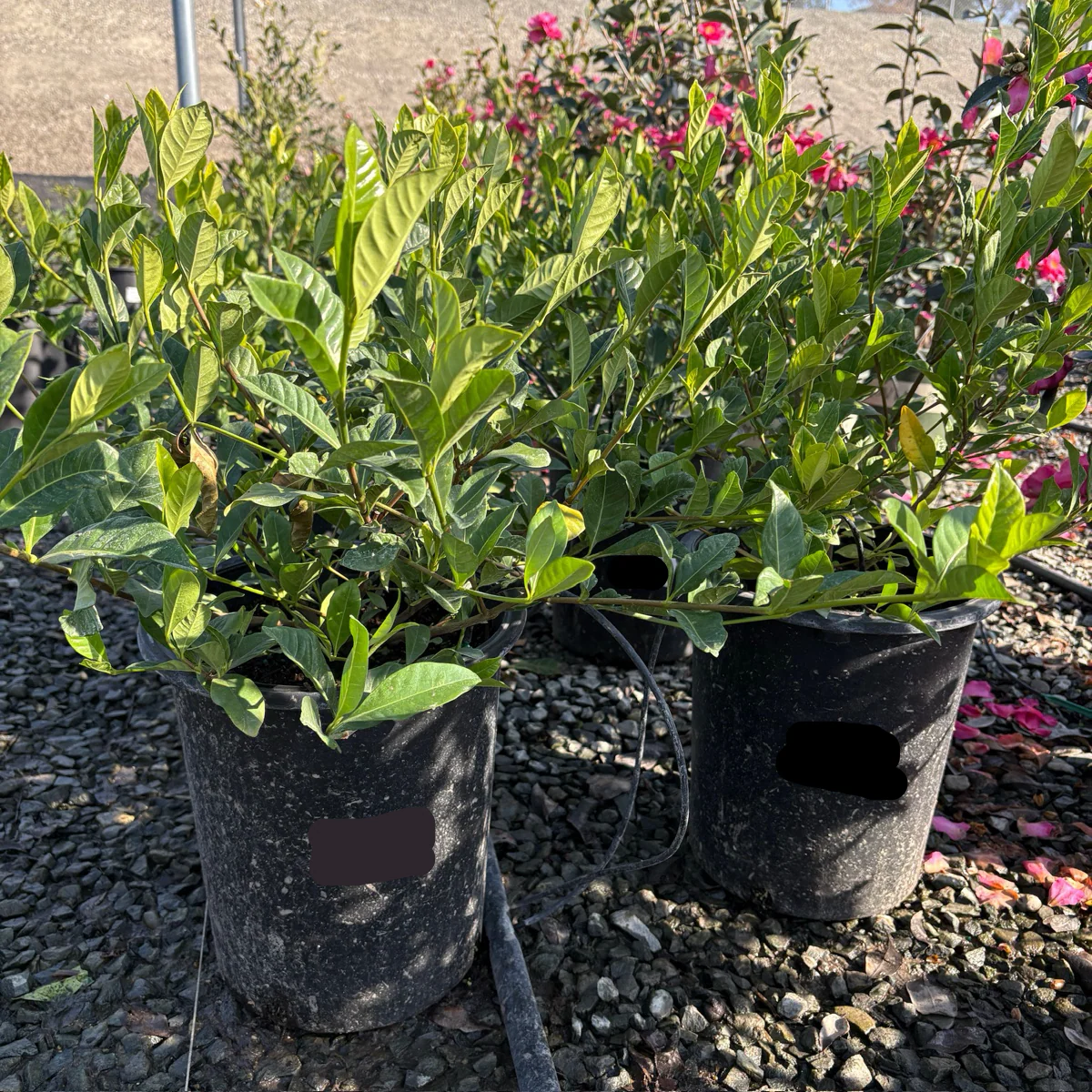 Veitchii Gardenia - Image 3