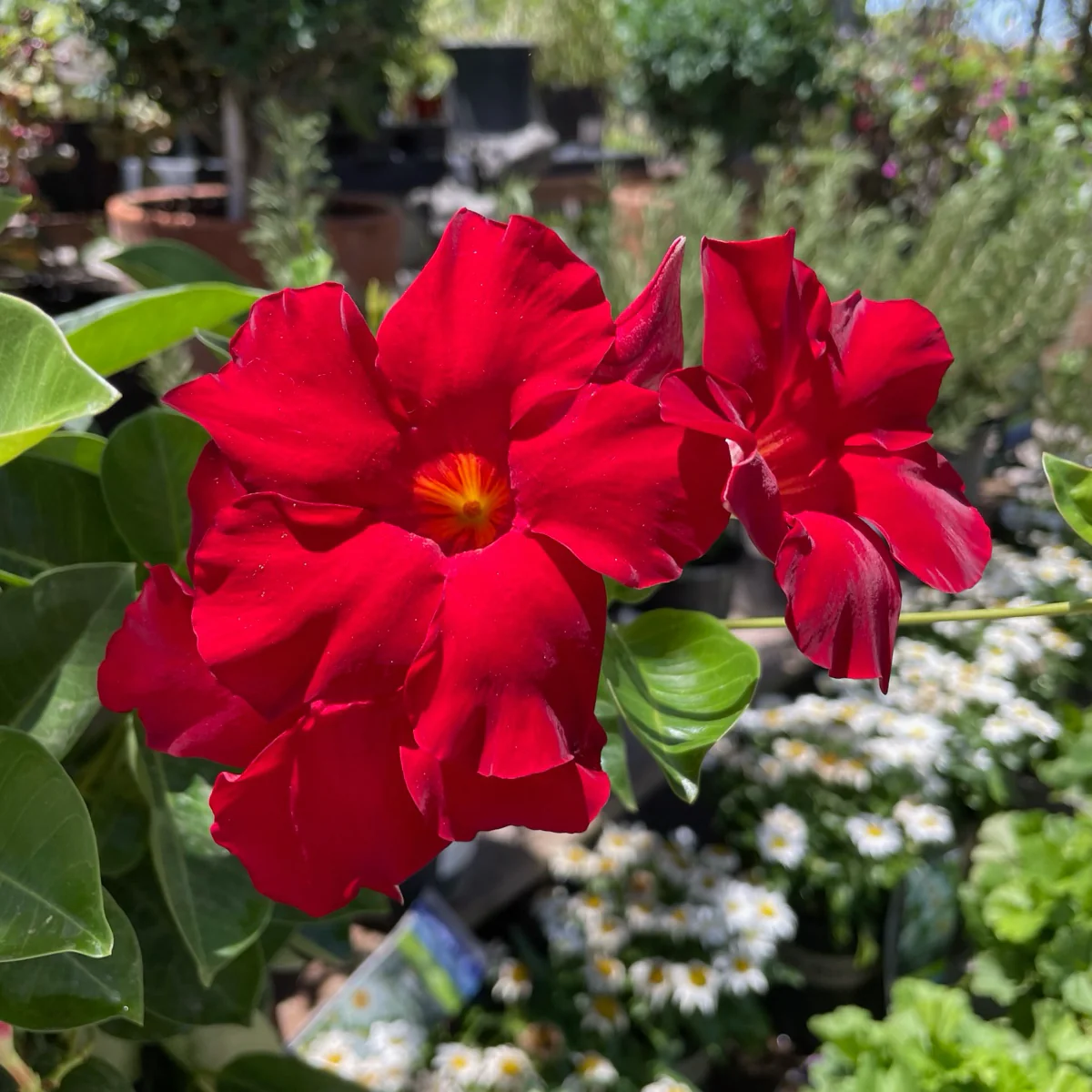 Velvet Red Mandevilla - Image 1