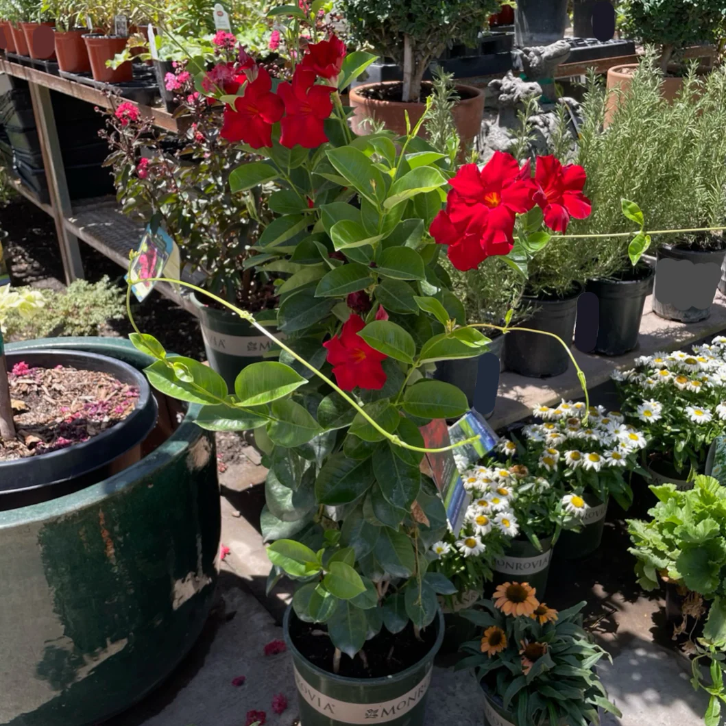 Velvet Red Mandevilla - Image 2