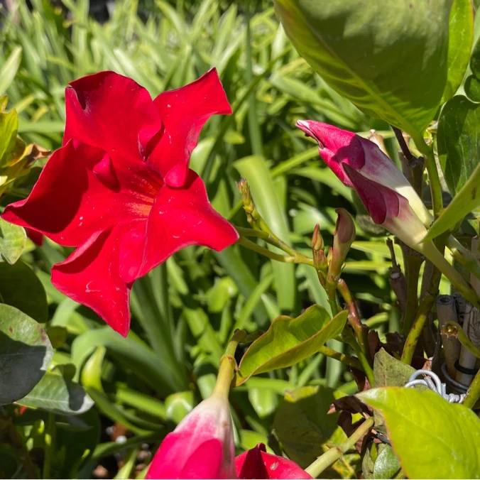 Velvet Red Mandevilla - Image 3