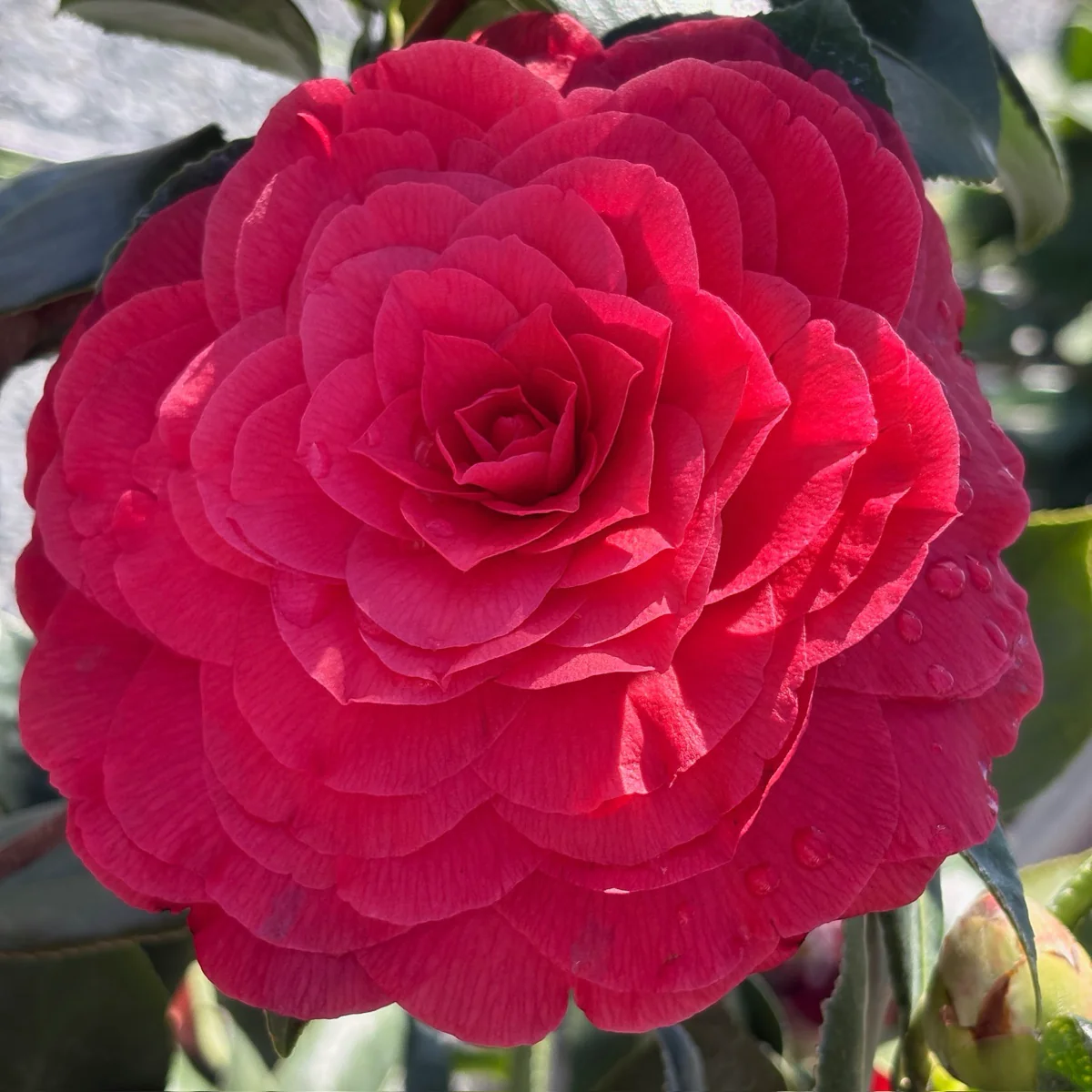 Vestito Rosso Camellia - Image 1