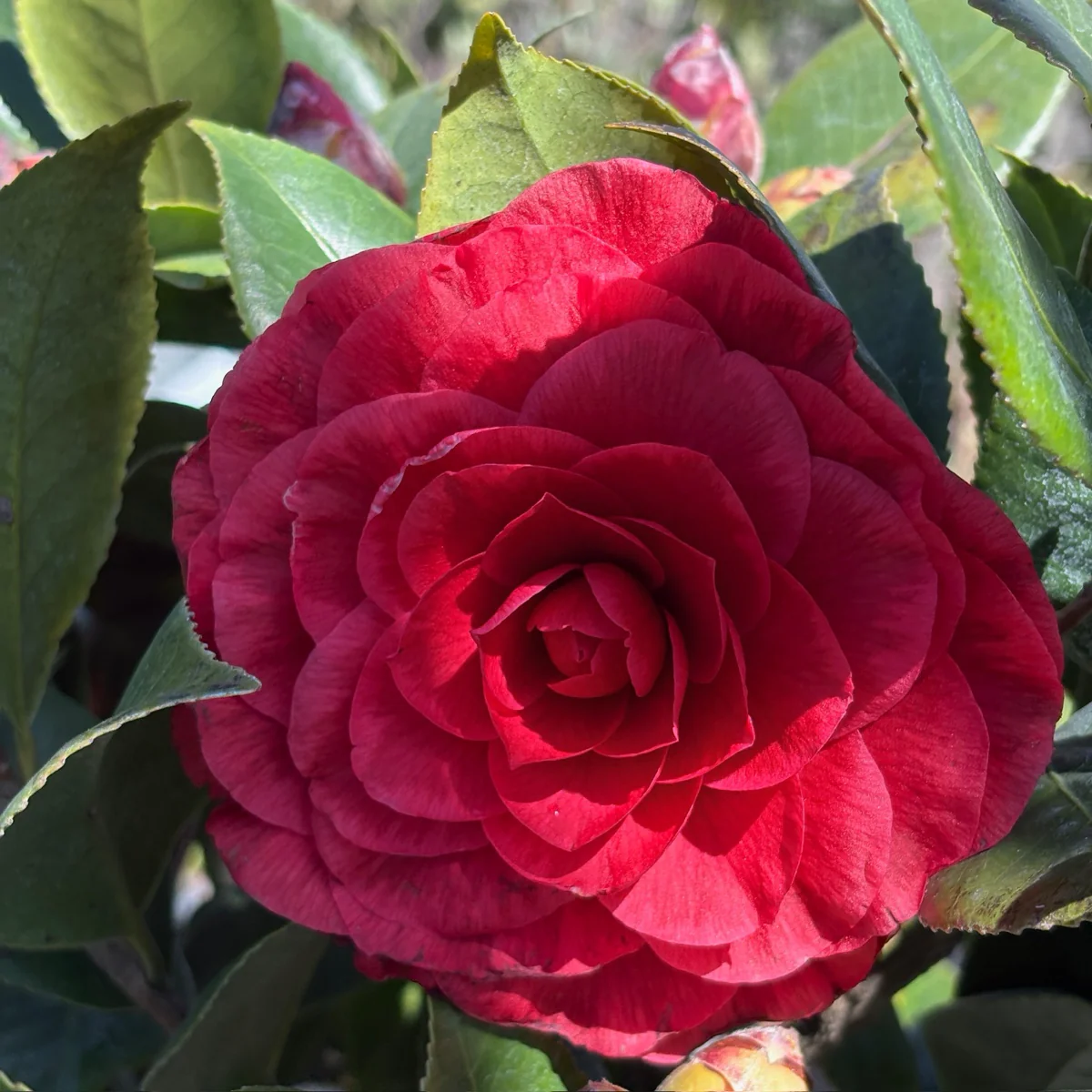 Vestito Rosso Camellia - Image 2