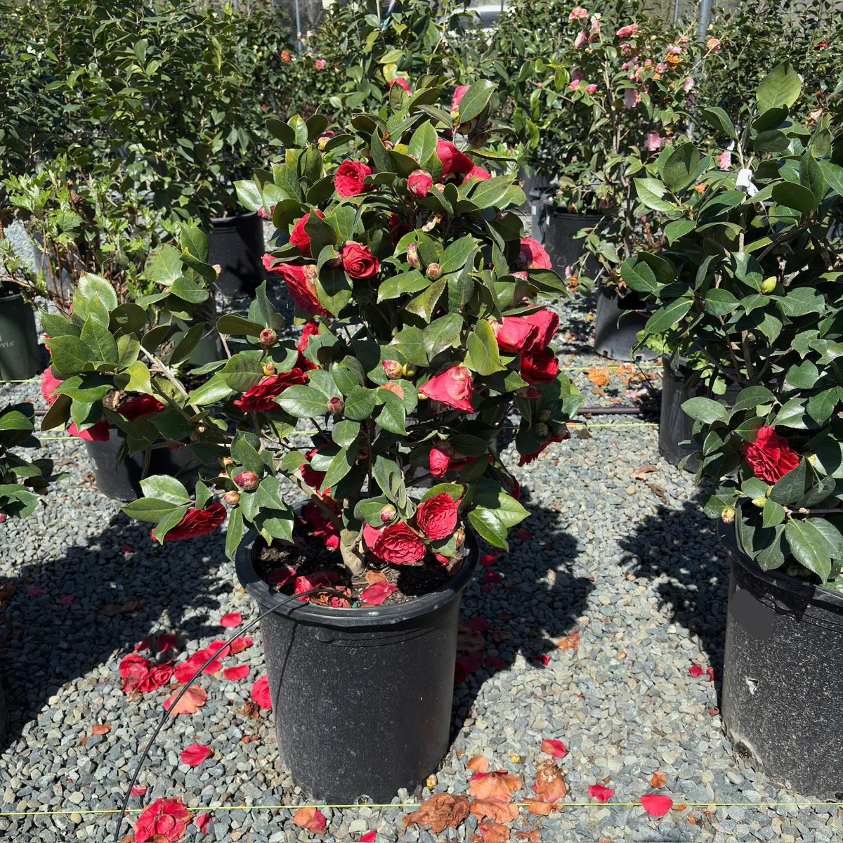 Vestito Rosso Camellia - Image 3