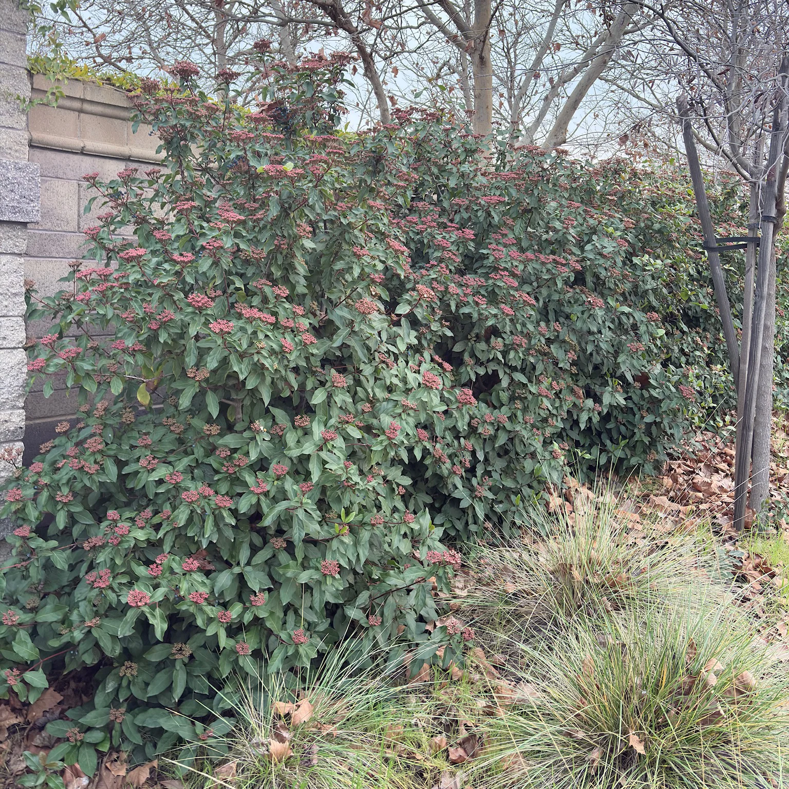 Spring Bouquet Viburnum - Image 2