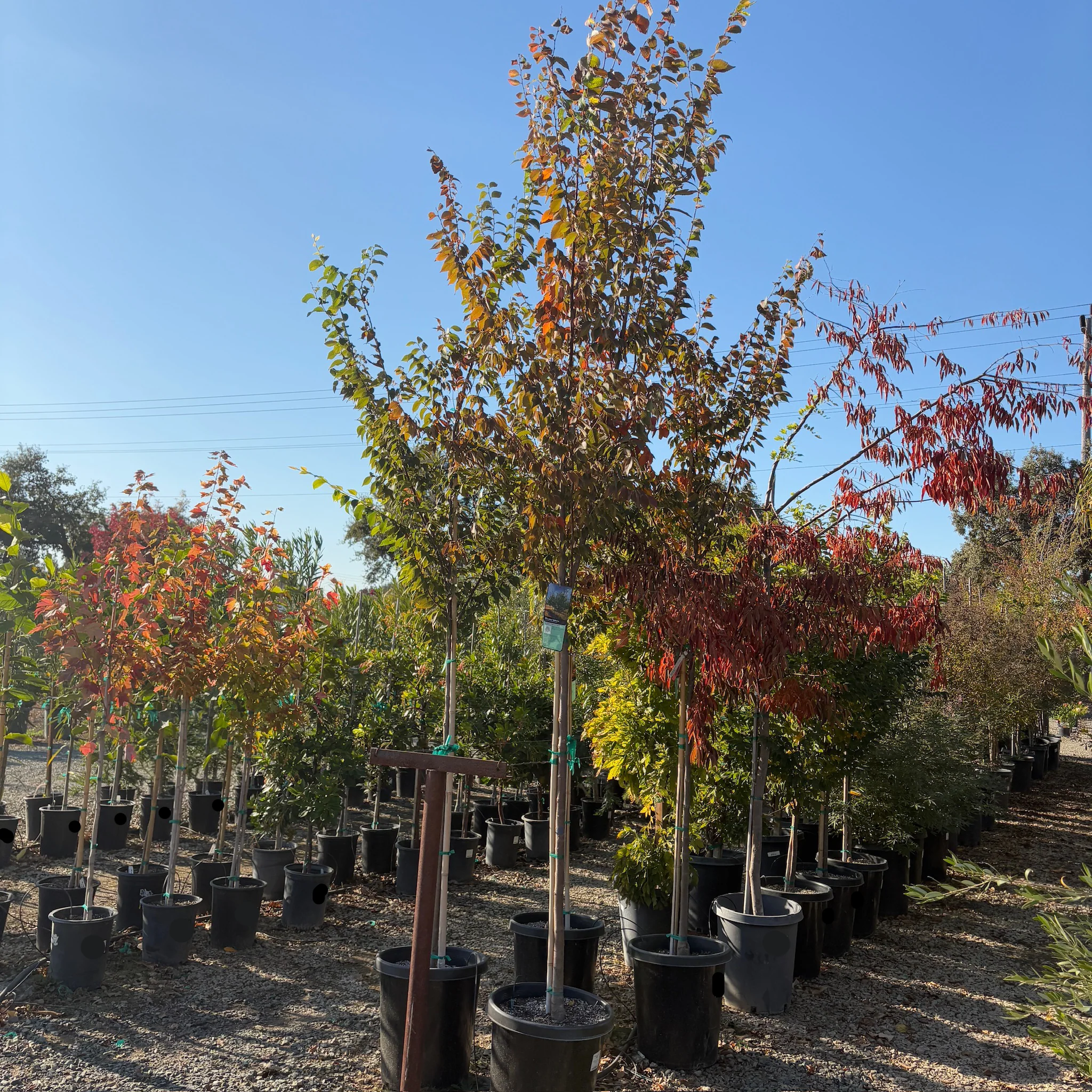 Village Green Japanese Zelkova - Image 1