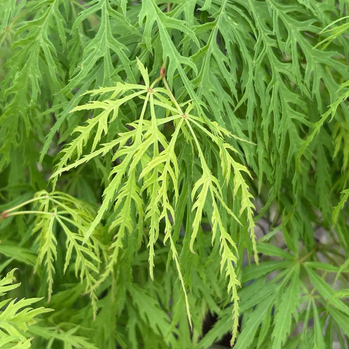 Viridis Lace Japanese Maple - Image 2