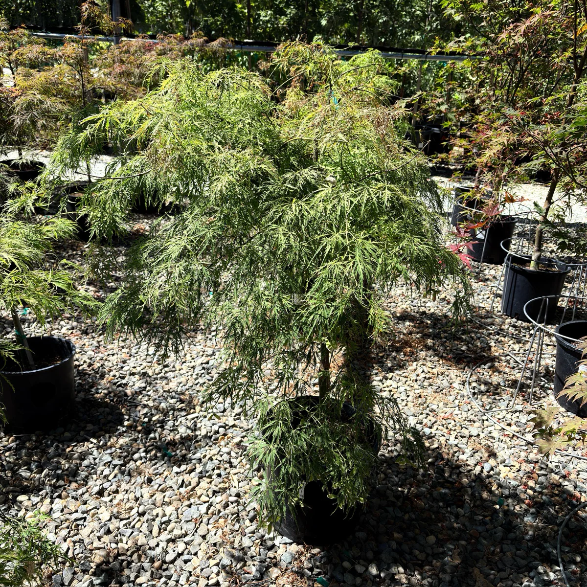 Viridis Lace Japanese Maple - Image 1