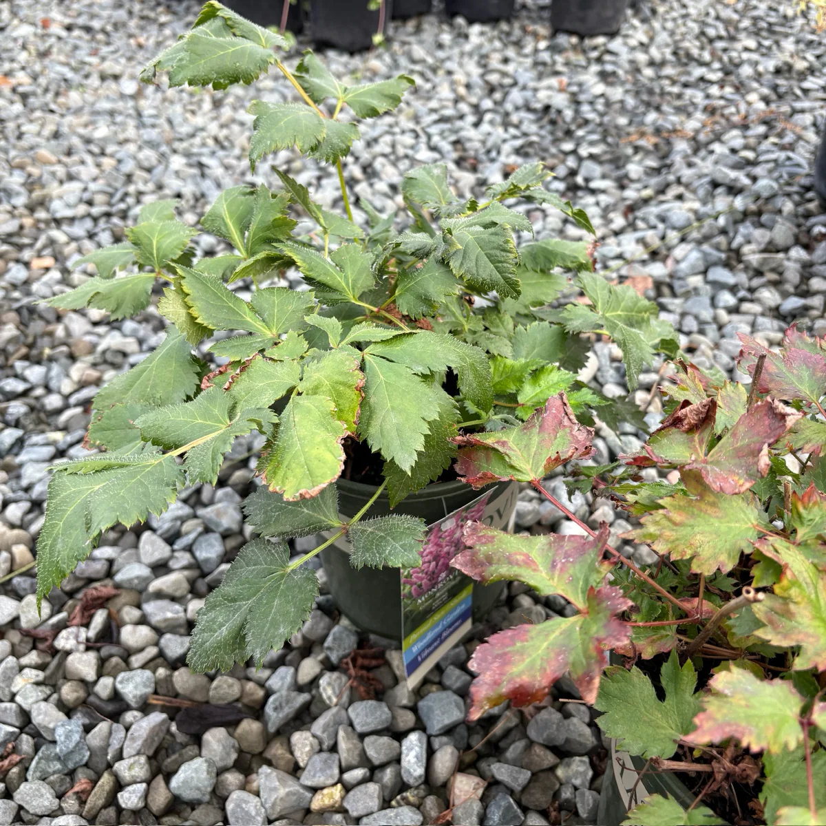 Astilbe - Image 2