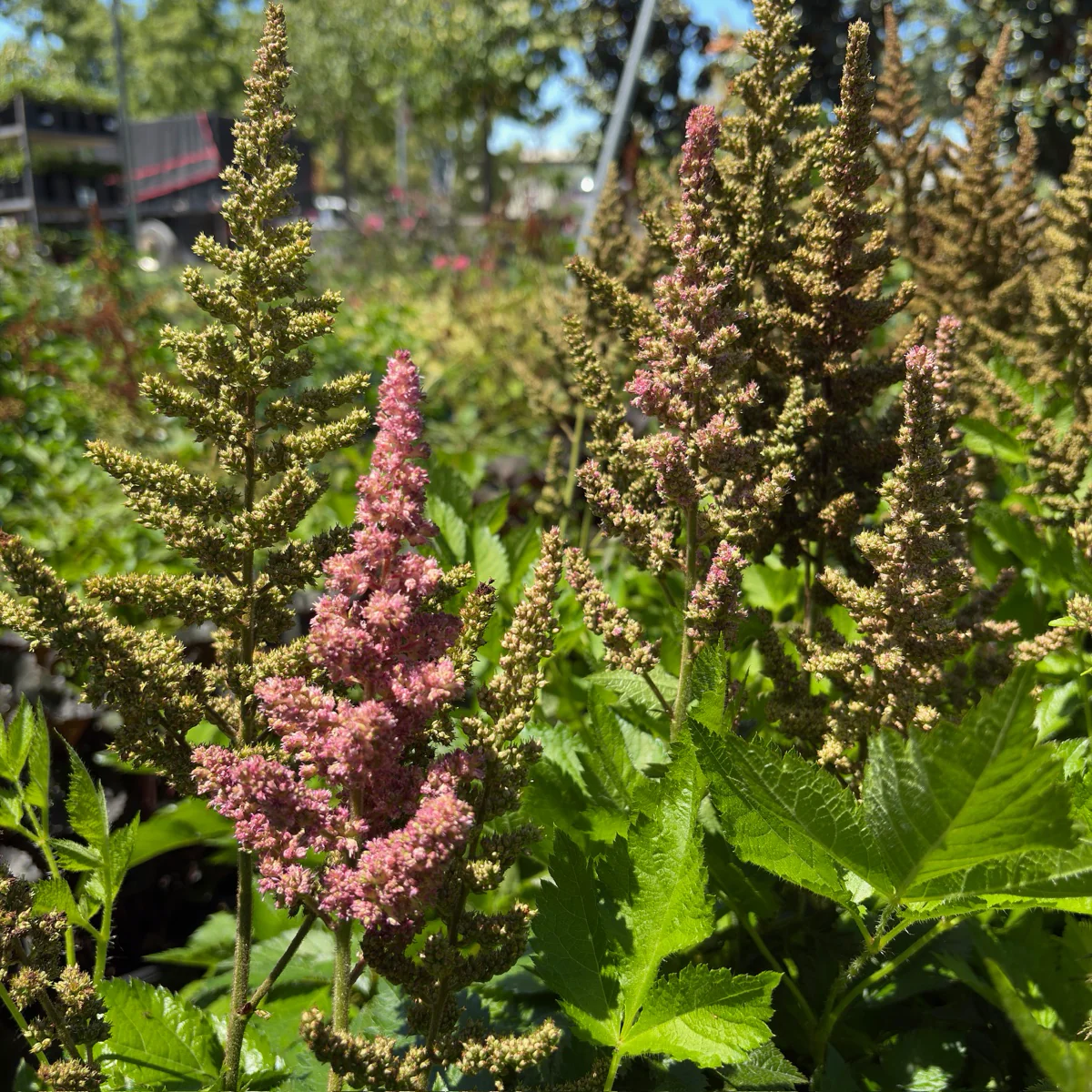 Astilbe - Image 1