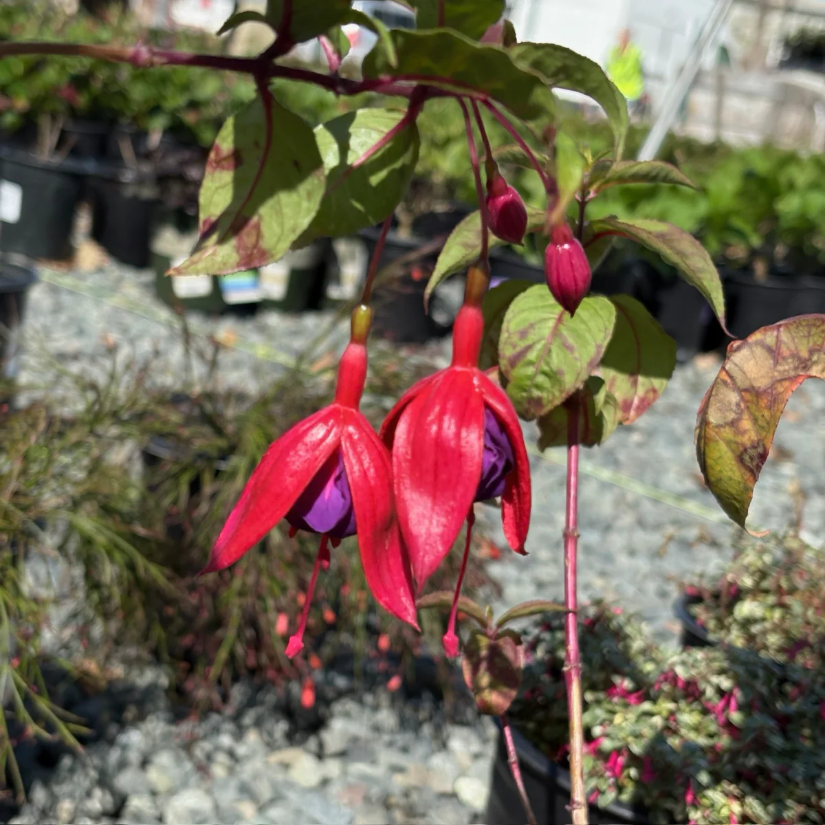Voodoo Fuchsia - Image 2