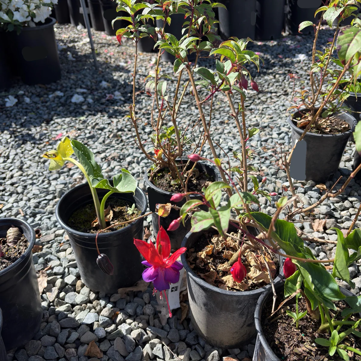 Voodoo Fuchsia - Image 3