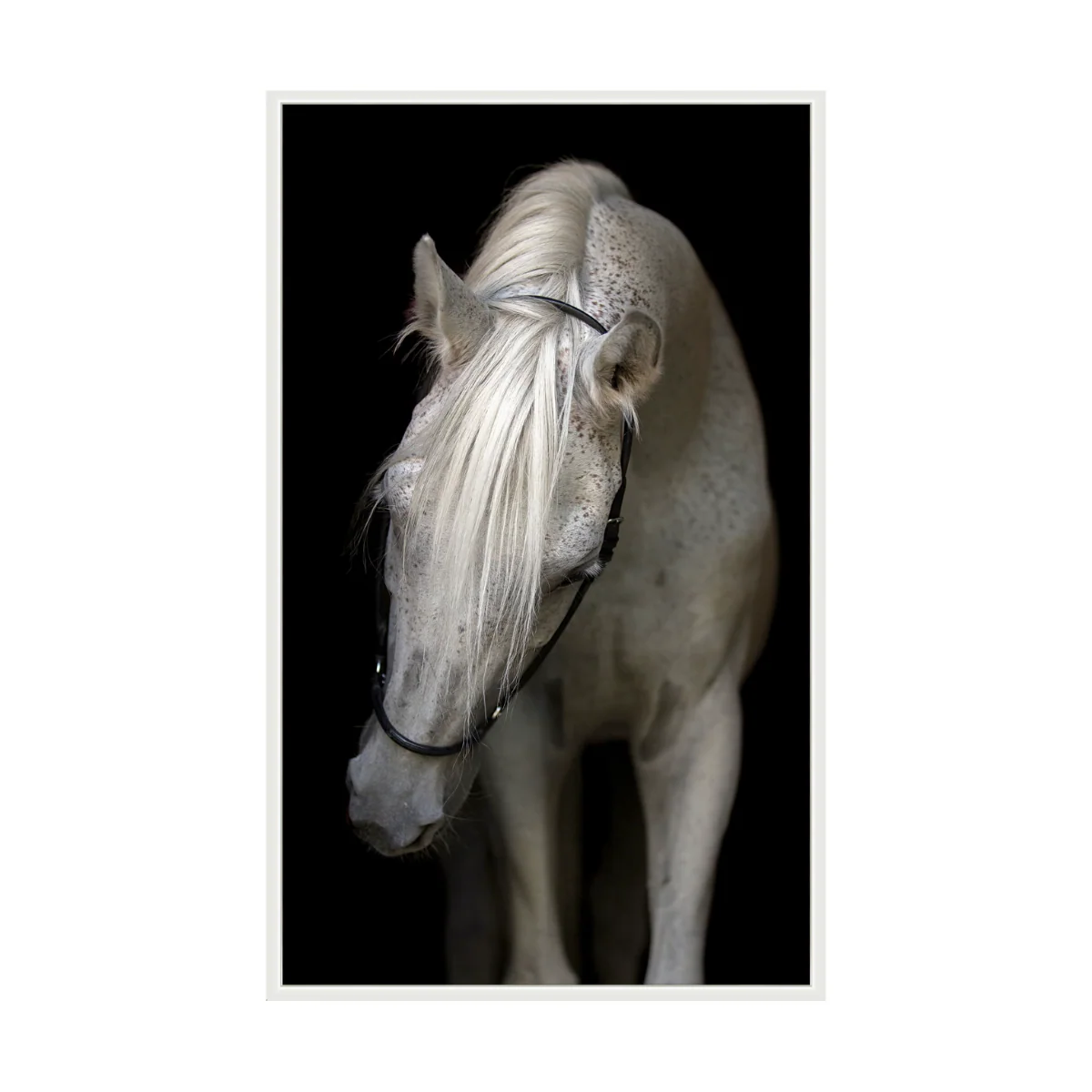 Stallion - Image 1