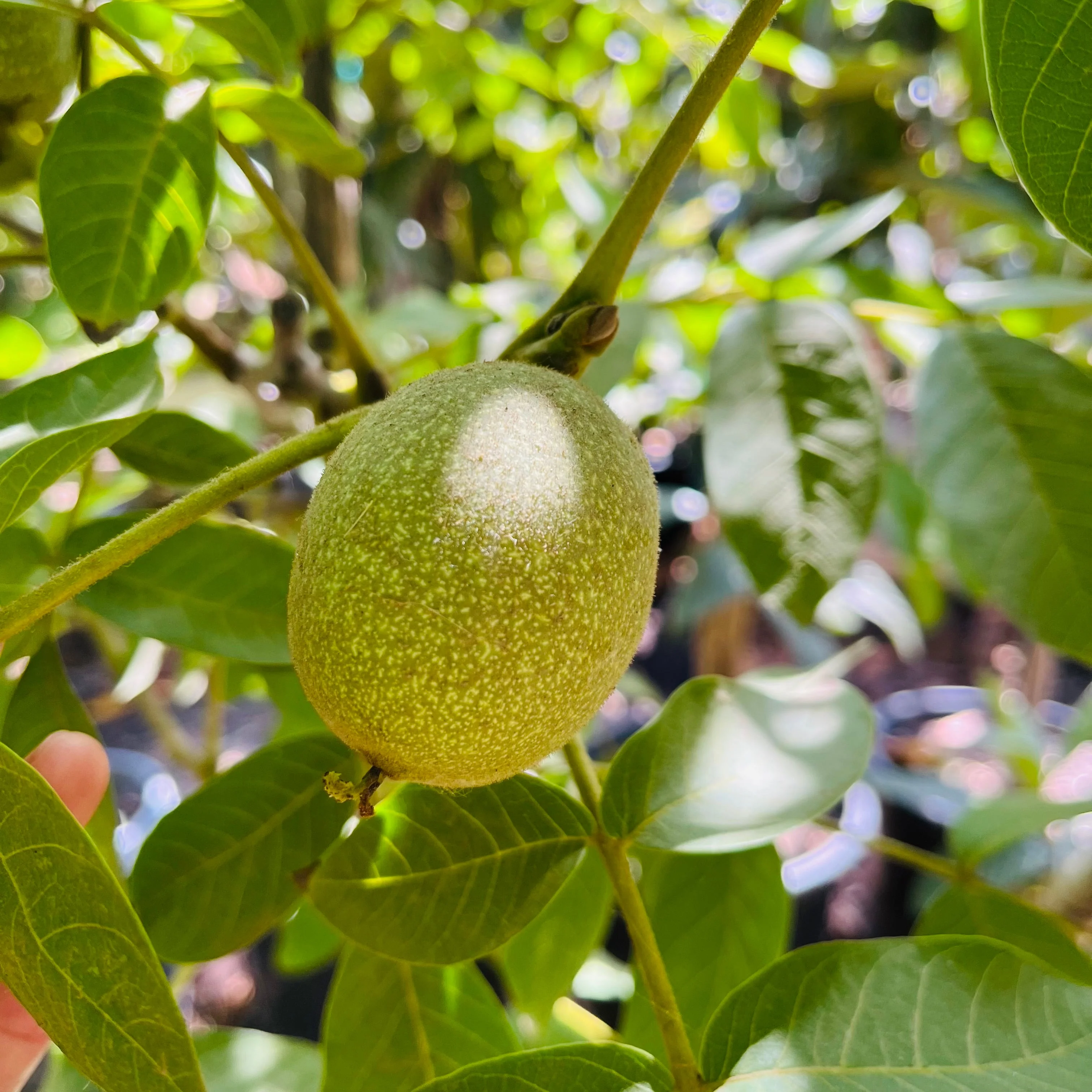Walnut Tree