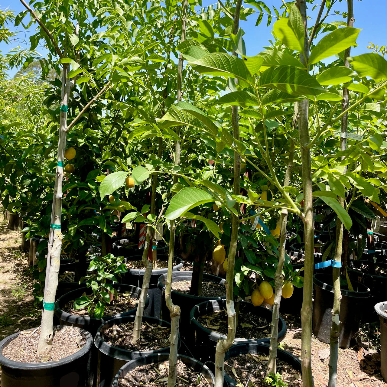 Walnut Tree - Image 2