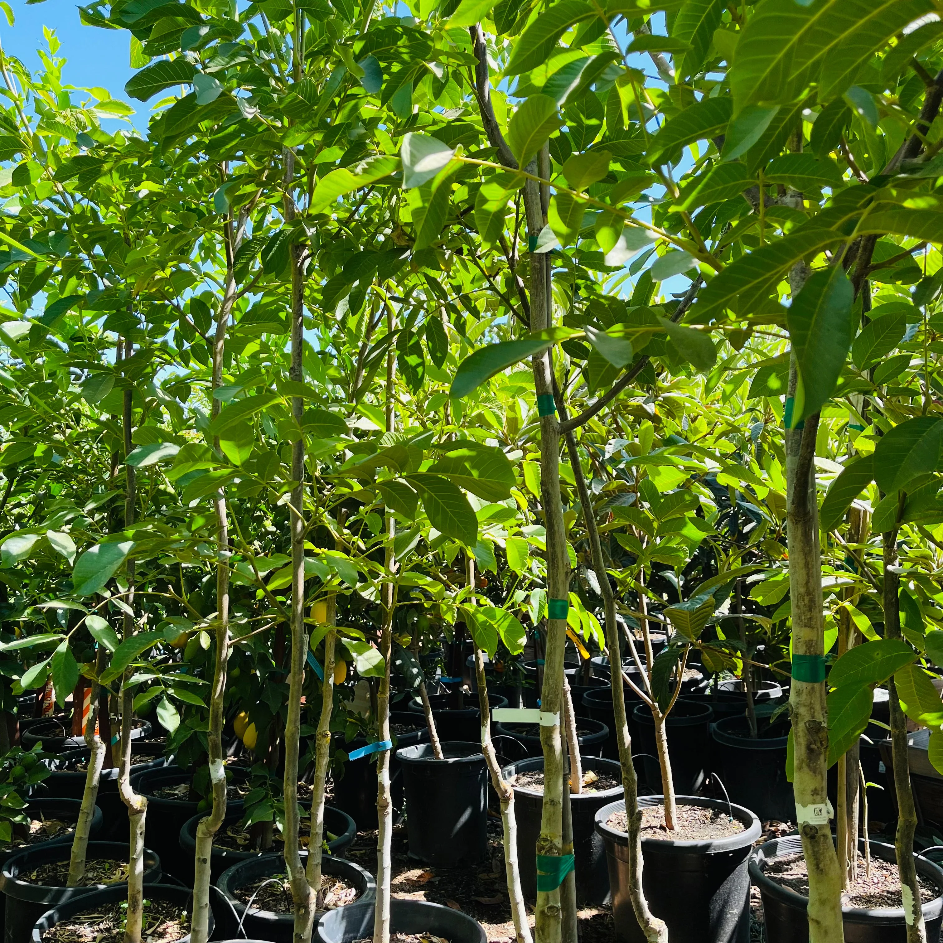 Walnut Tree - Image 3