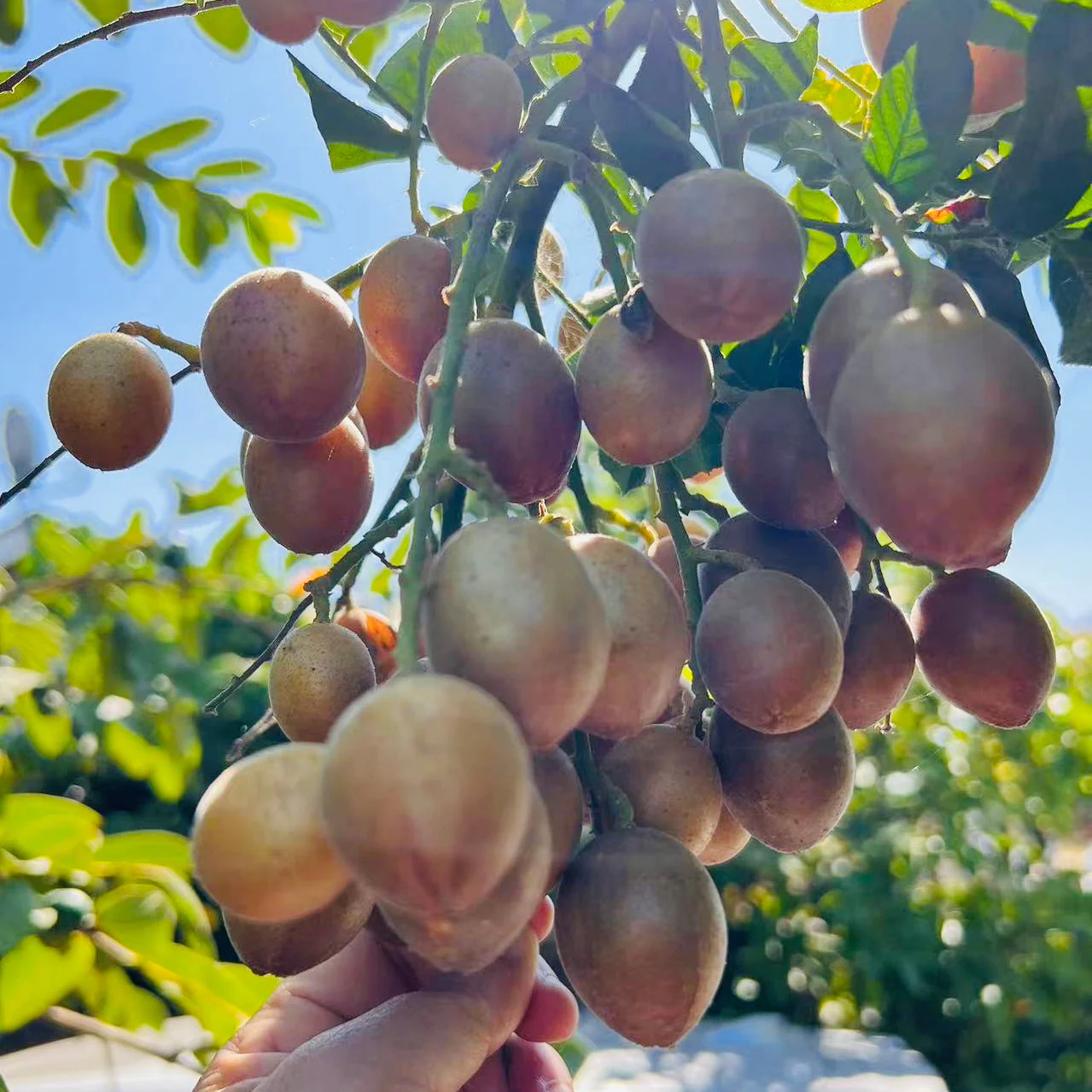 Wampee Tree