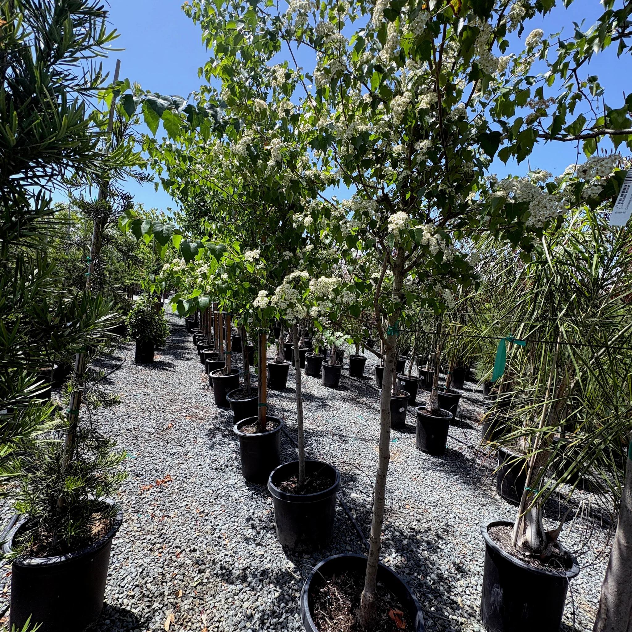 Washington Hawthorn - Image 2