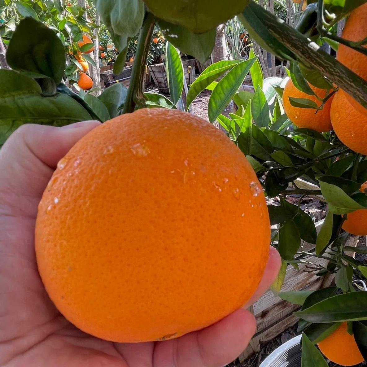 Washington Navel Orange - Image 2