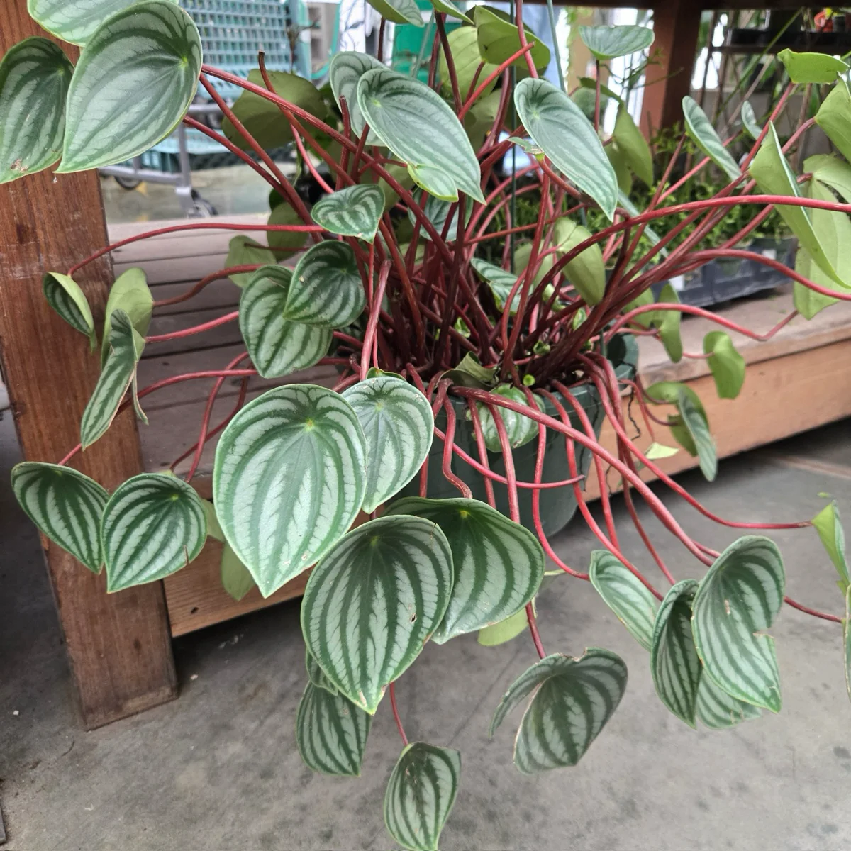Watermelon Peperomia - Image 2