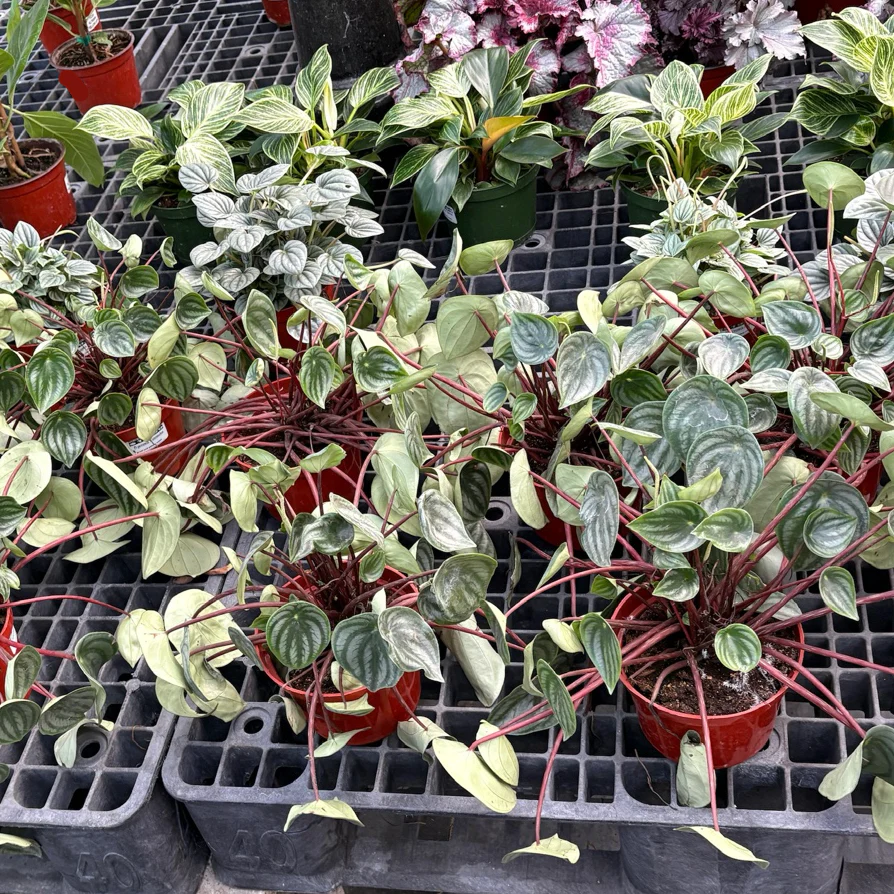 Watermelon Peperomia - Image 3