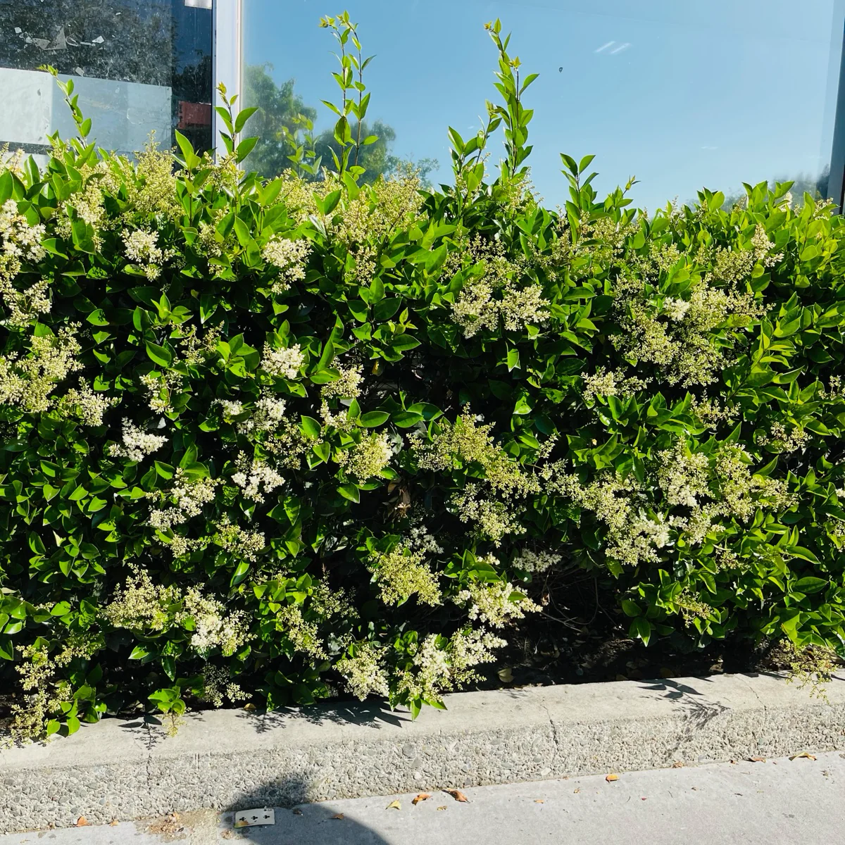 Waxleaf Privet - Image 2