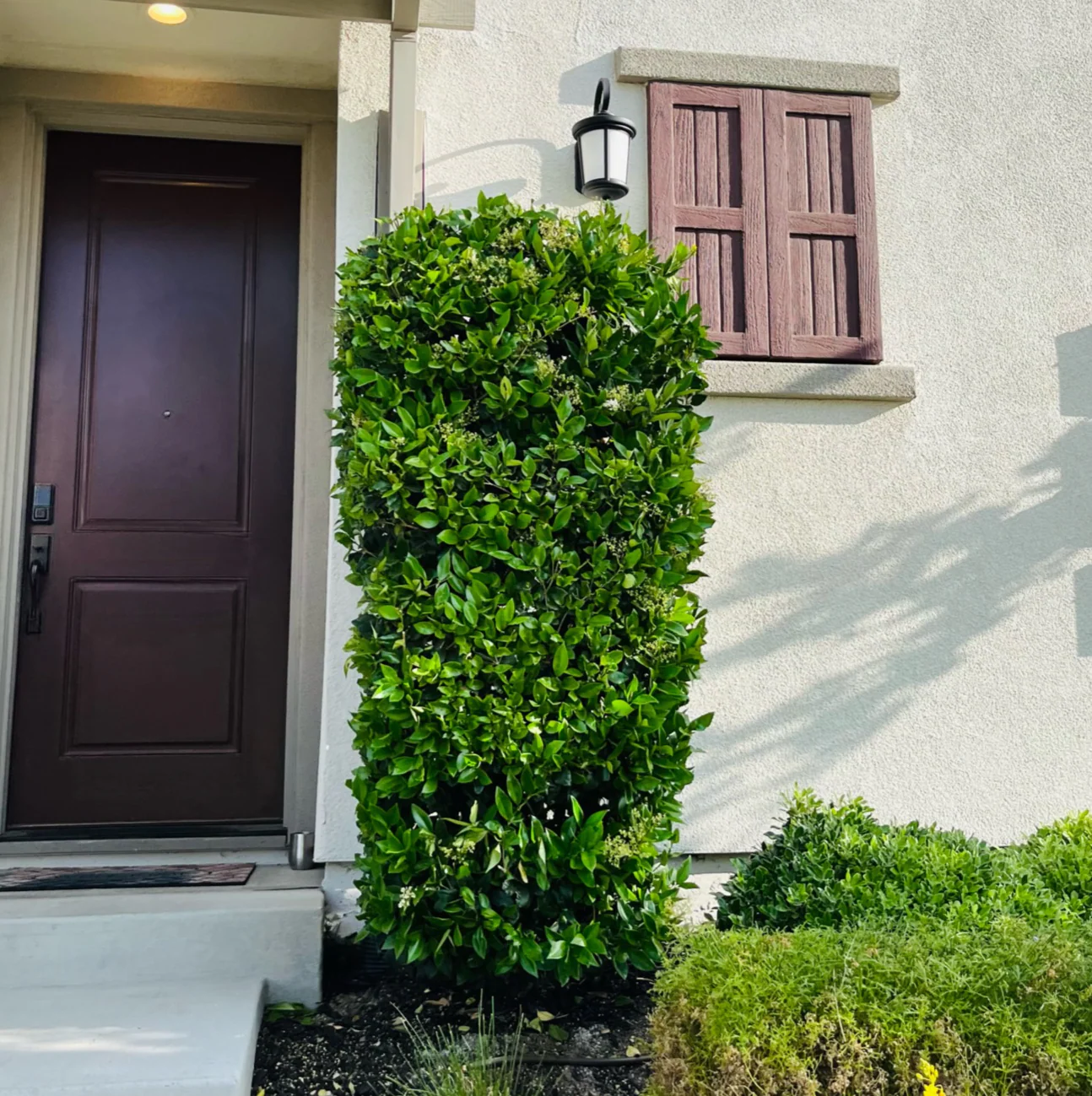 Waxleaf Privet - Image 3