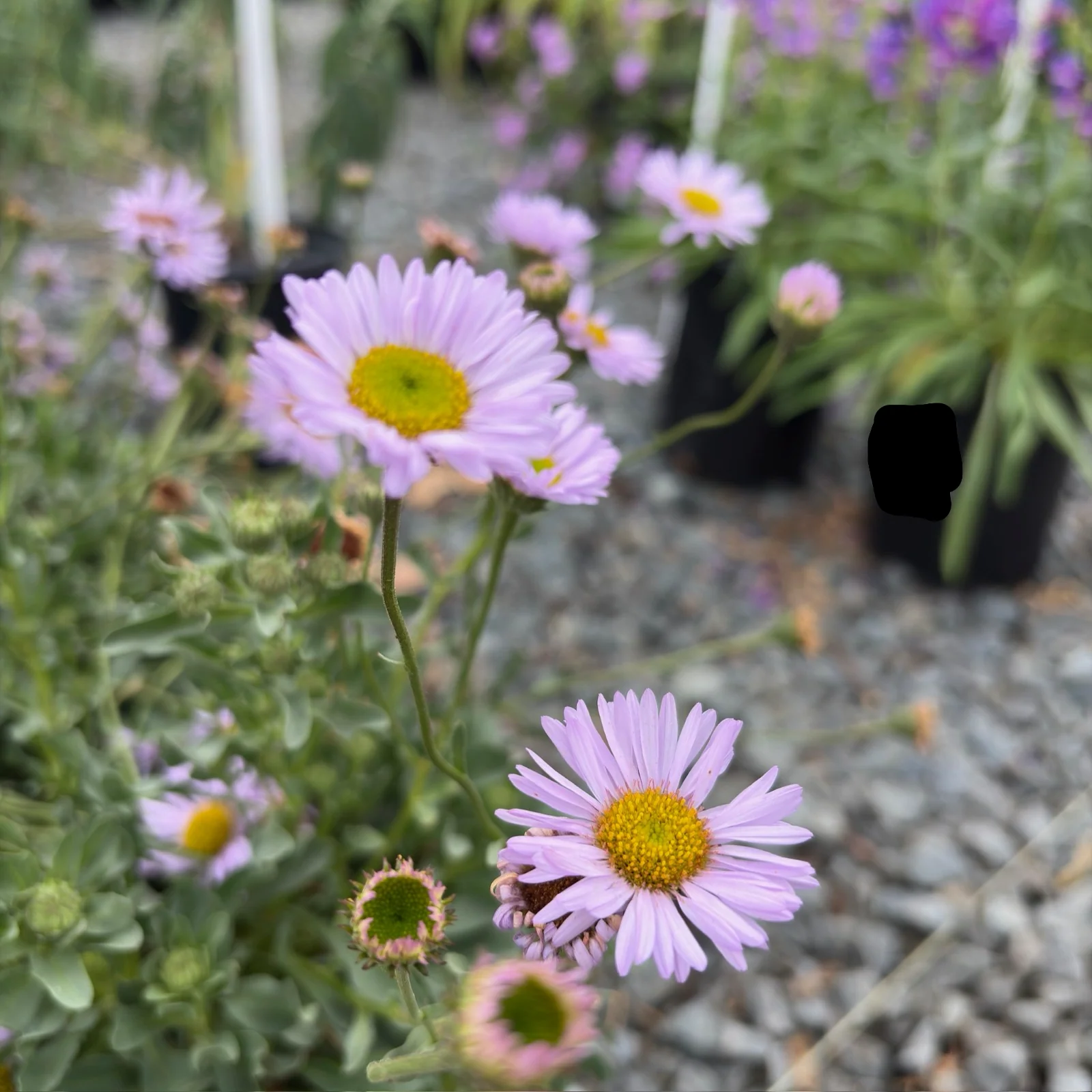 Wayne Roderick Seaside Daisy