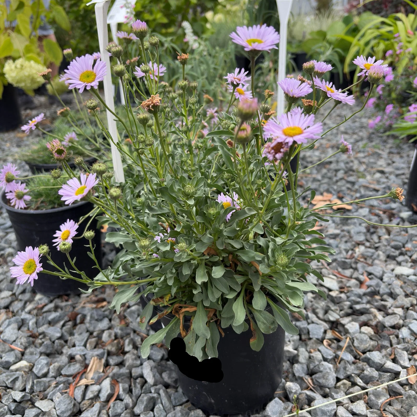 Wayne Roderick Seaside Daisy - Image 2