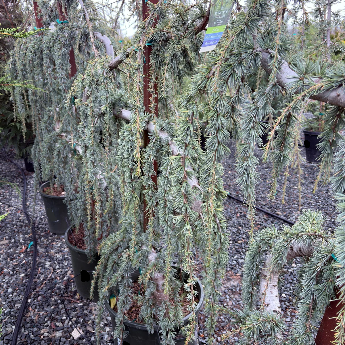 Weeping Blue Atlas Cedar - Image 2