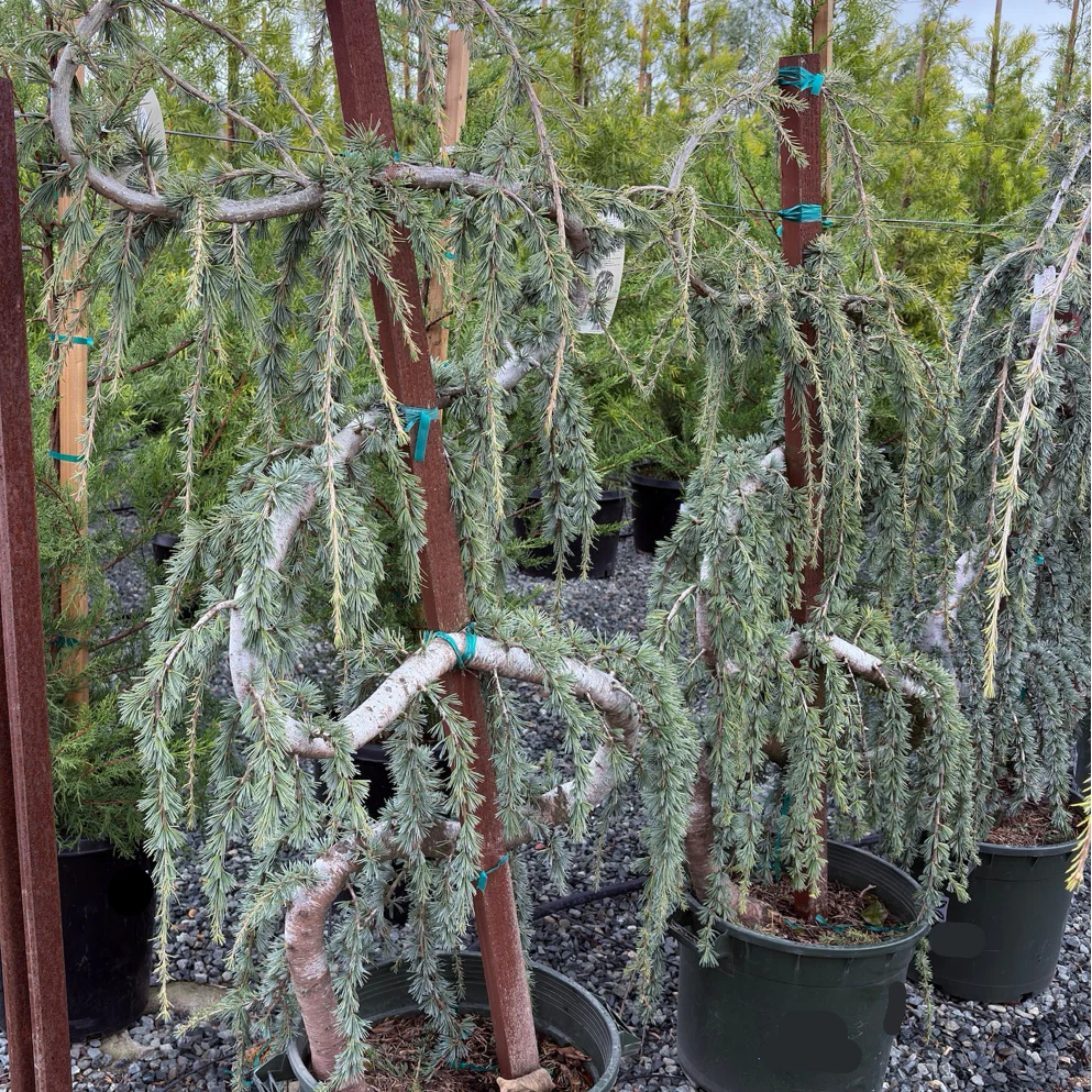 Weeping Blue Atlas Cedar - Image 3