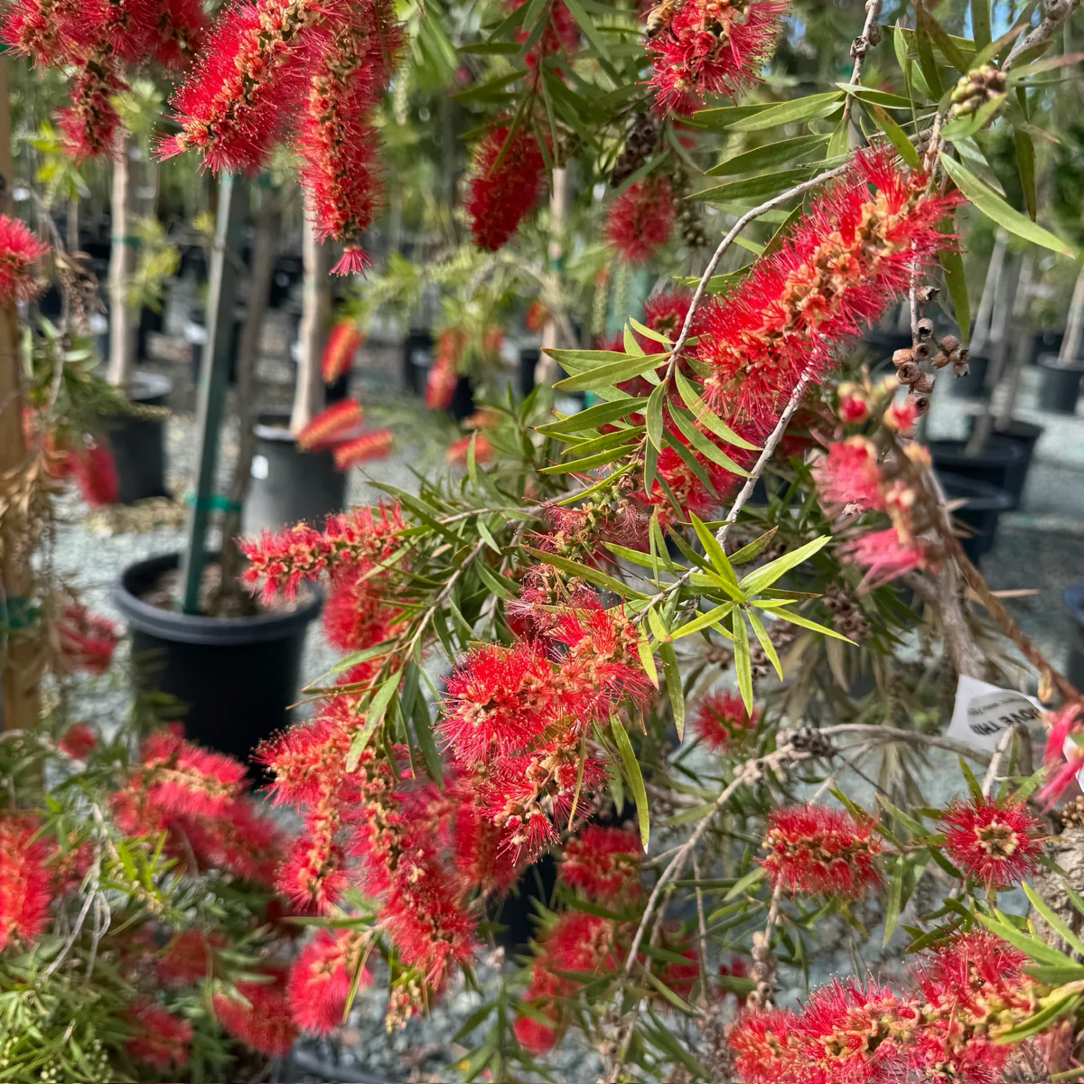 Weeping Bottlebrush - Image 3