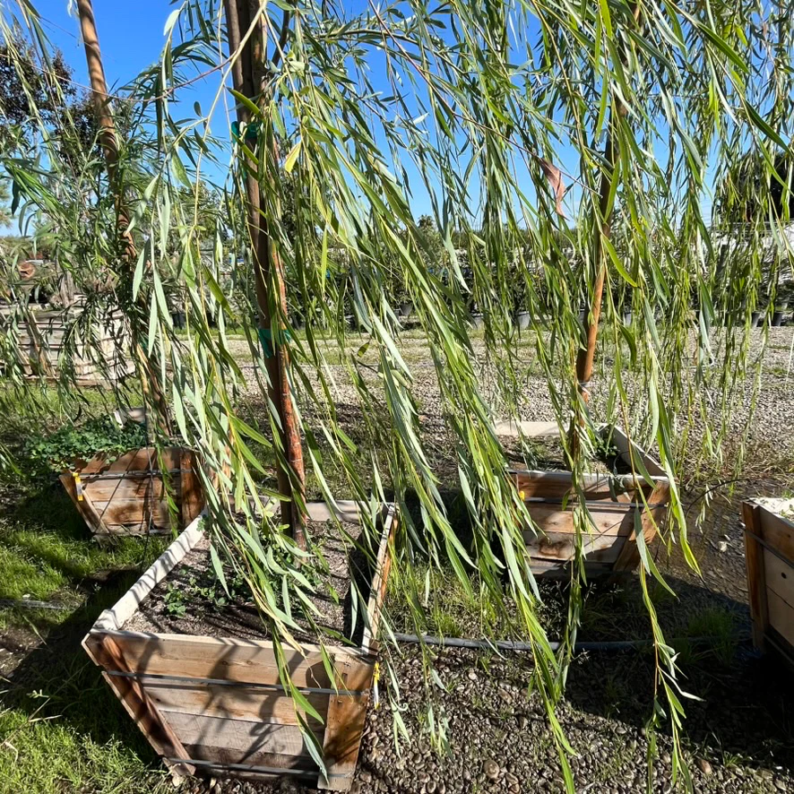 Weeping Willow - Image 1