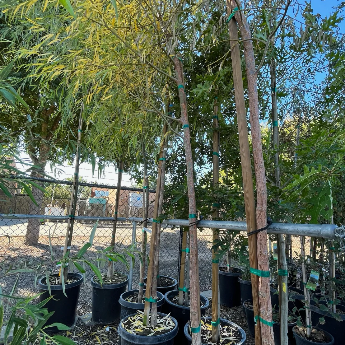 Weeping Willow - Image 3