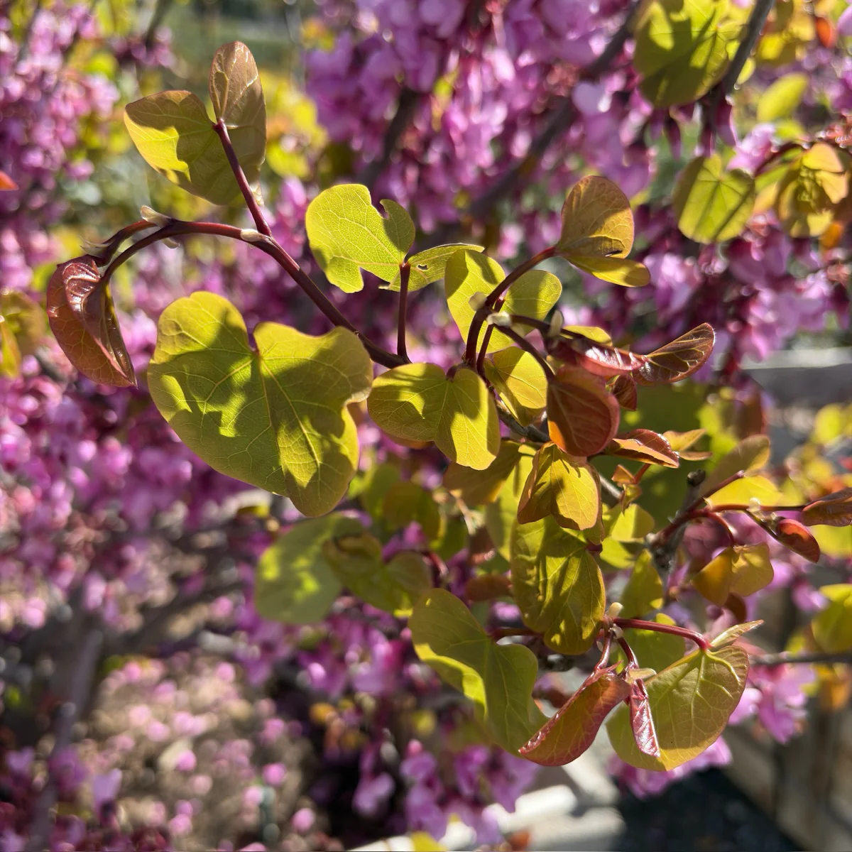Western Redbud - Image 1