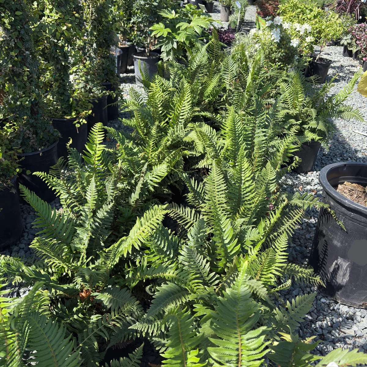 Western Sword Fern - Image 2