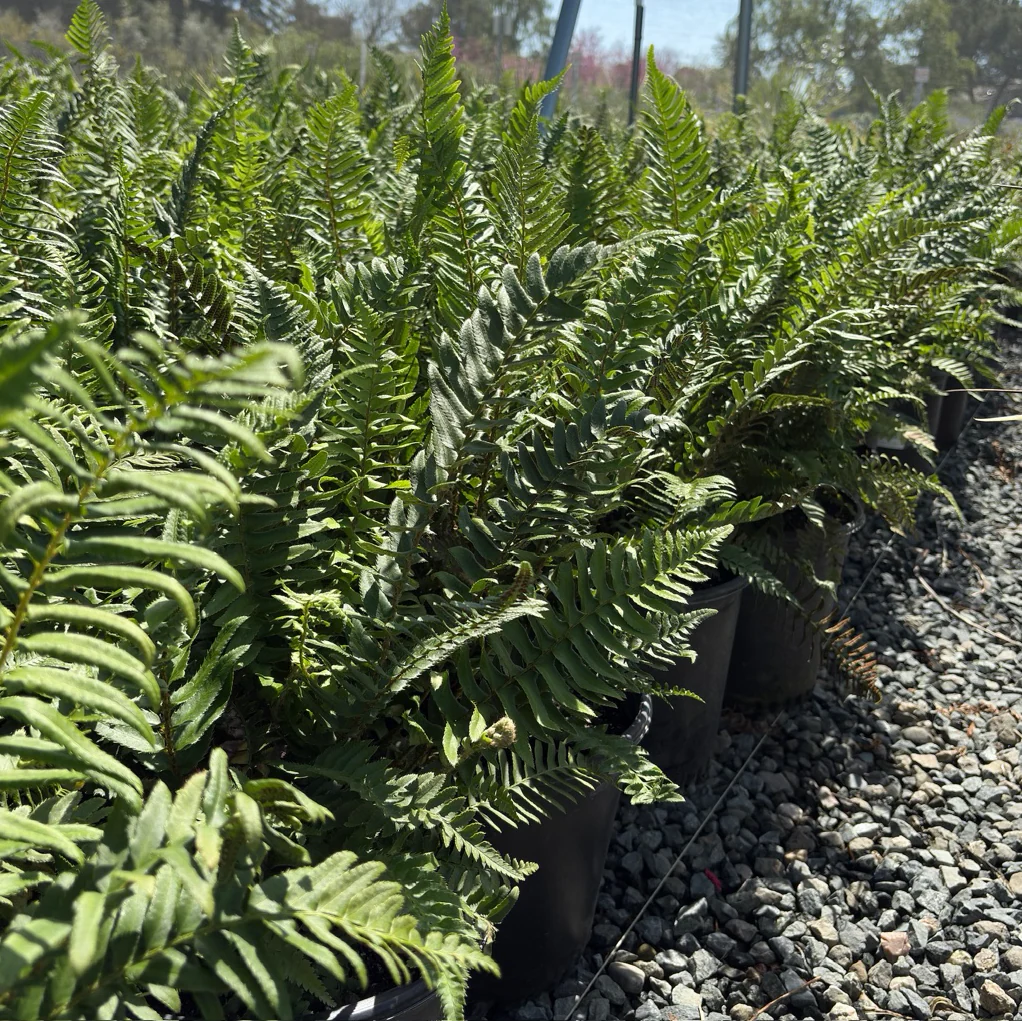 Western Sword Fern - Image 3