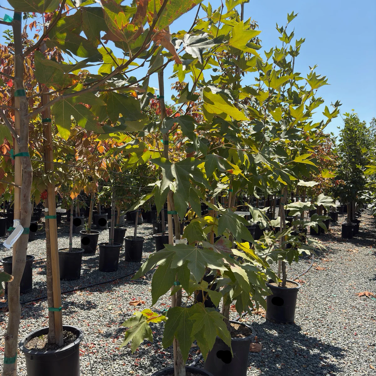 Western Sycamore - Image 2
