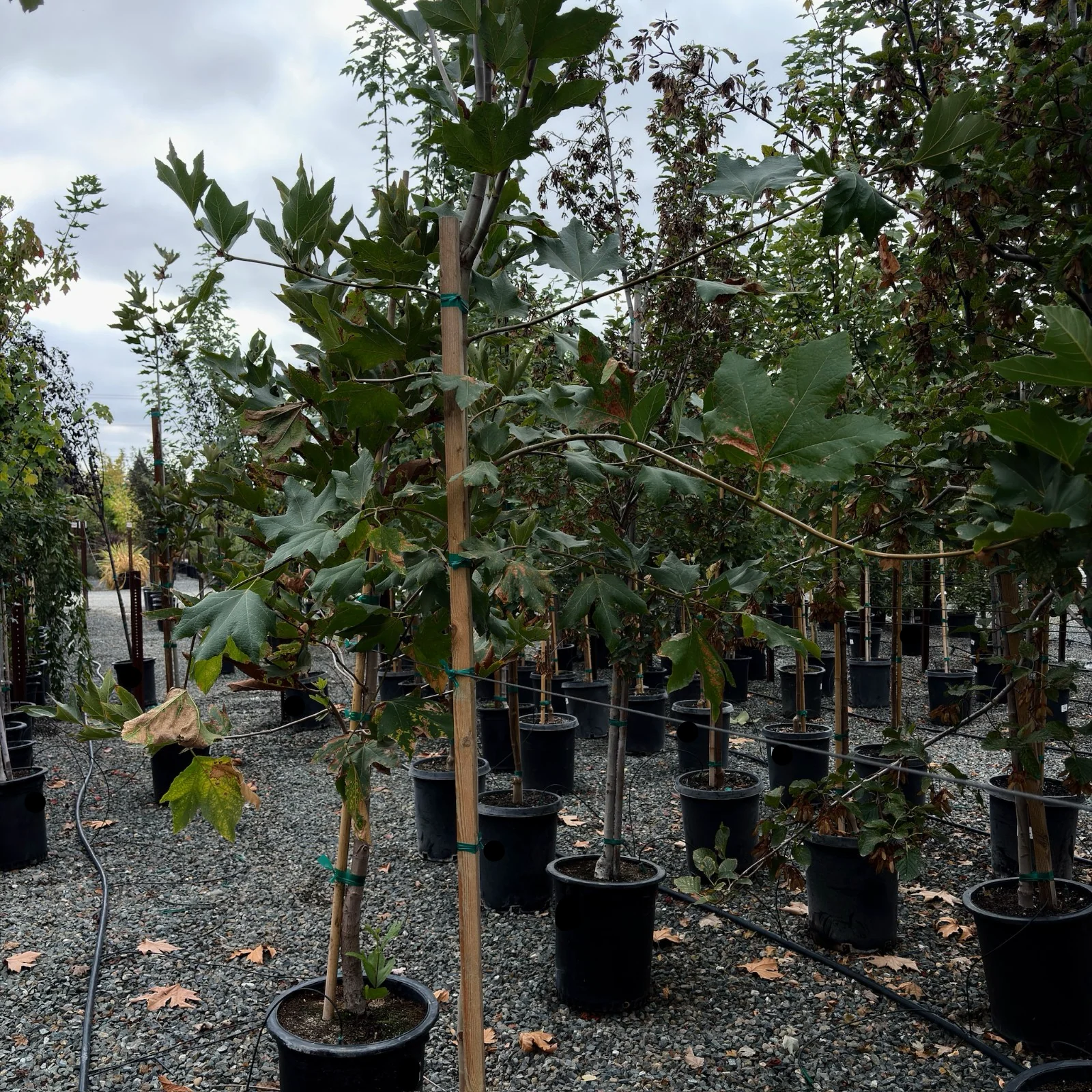 Western Sycamore - Image 1