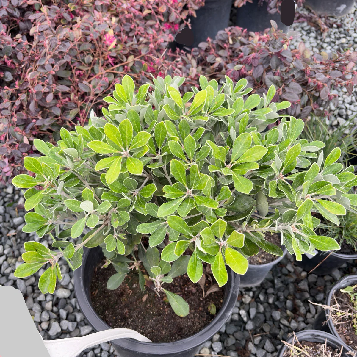Wheeler's Dwarf Japanese Mock Orange - Image 2