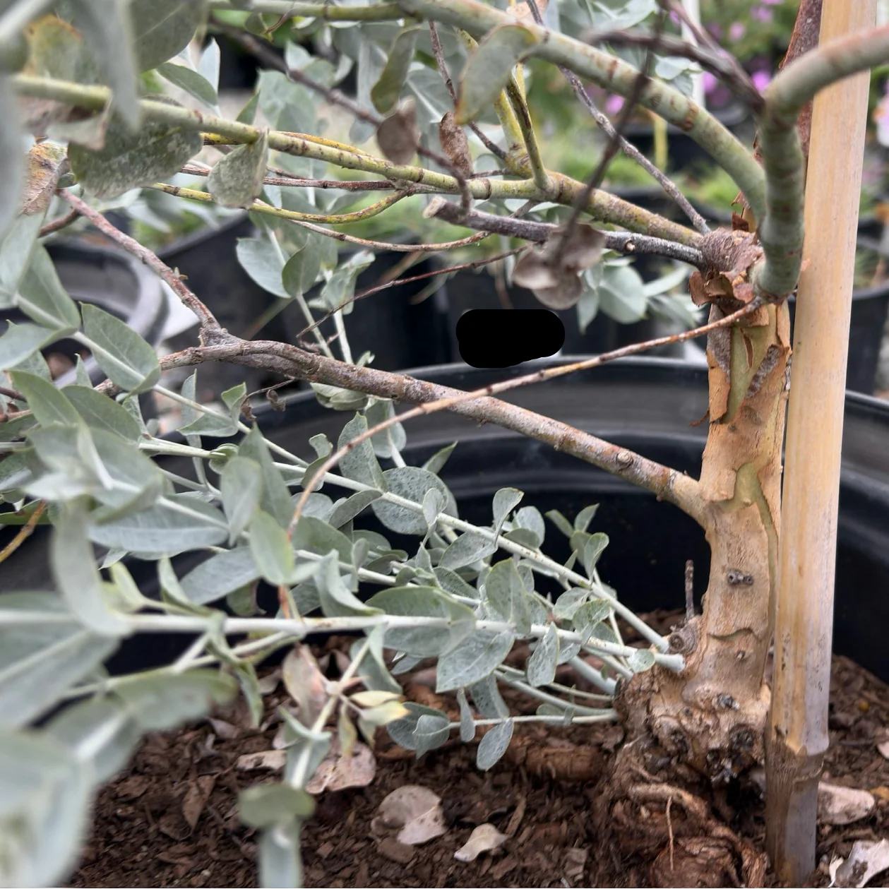 White Leaved Mallee - Image 2